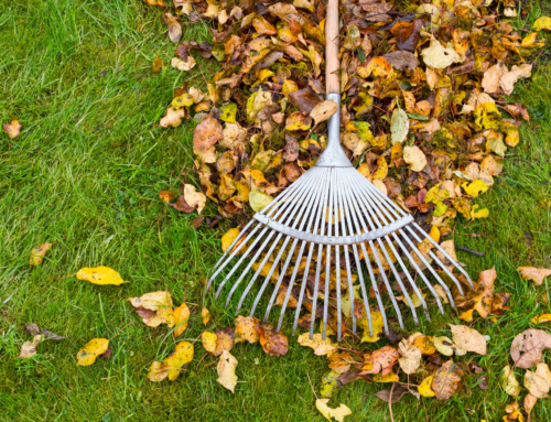 Fall Lawn Care Tips for a Greener Spring