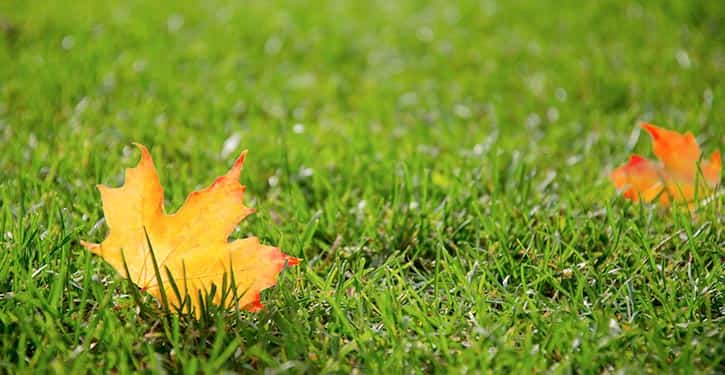 Lawn Care Tips from Munn Insurance