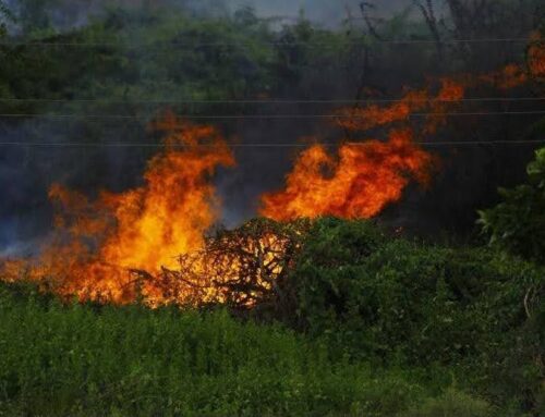 How to Prepare for a Wildfire in Atlantic Canada