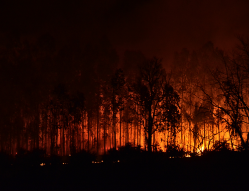 What to do when a wildfire occurs