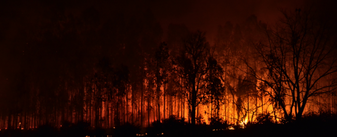 Bright flames engulfing trees and spreading through the dark landscape at nighttime.