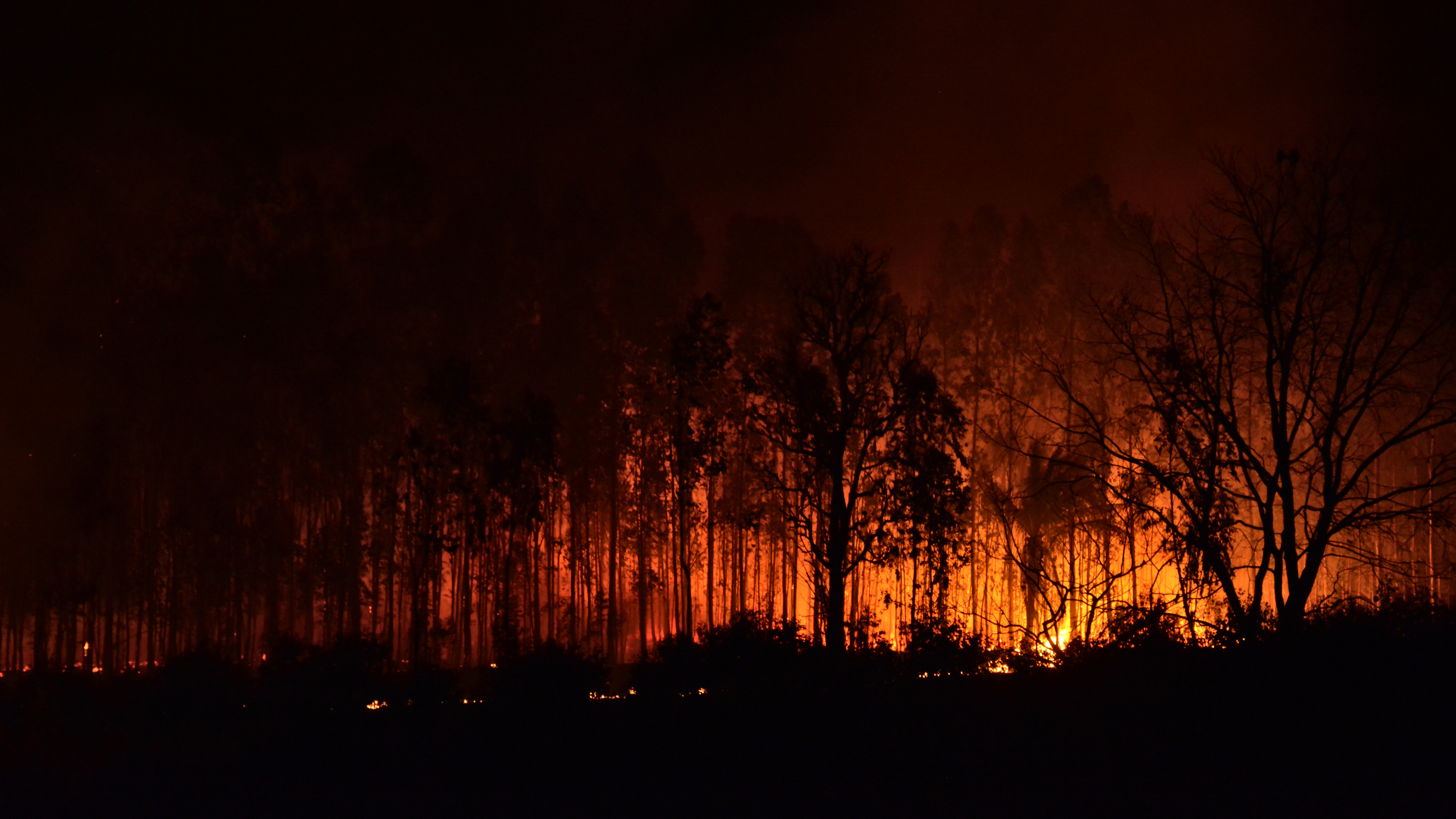 Bright flames engulfing trees and spreading through the dark landscape at nighttime.