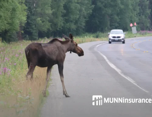 Does Car Insurance Cover Hitting a Moose or Deer? What Drivers in NL and NS Need to Know